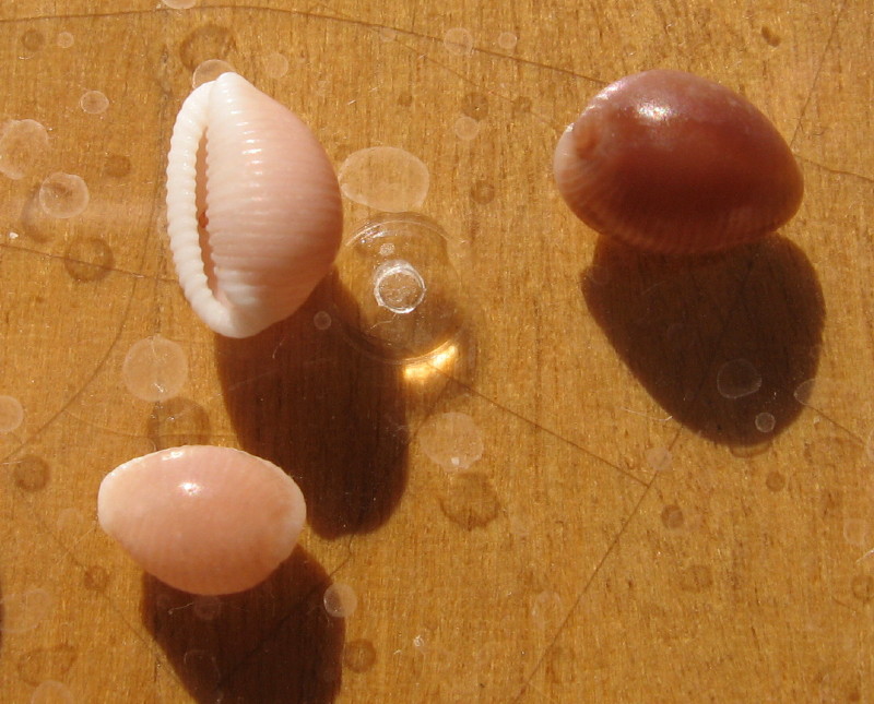 Trivia artica e Trivia pulex?